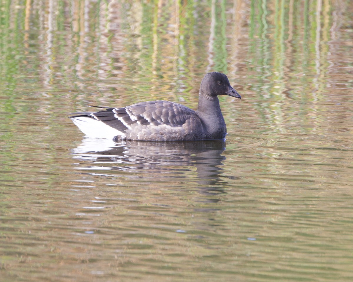 Brant - ML388623981