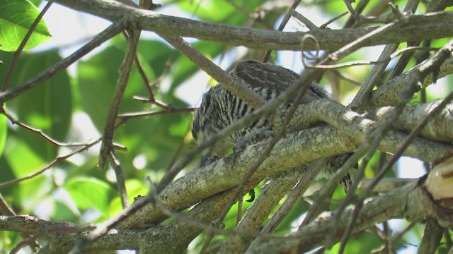 White-barred Piculet - ML388624191