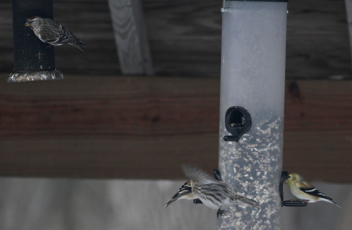 Common Redpoll (rostrata/islandica) - ML38862511