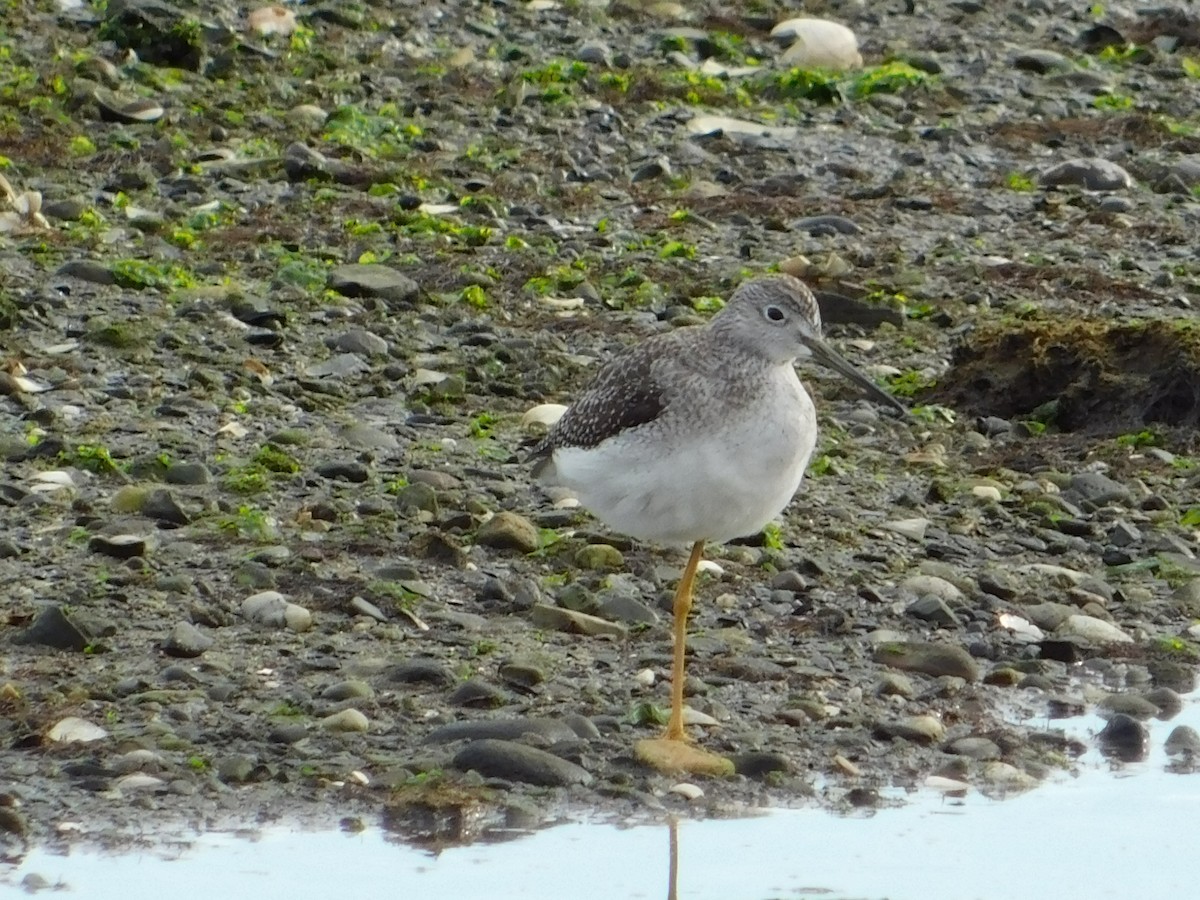 Greater Yellowlegs - ML388625201