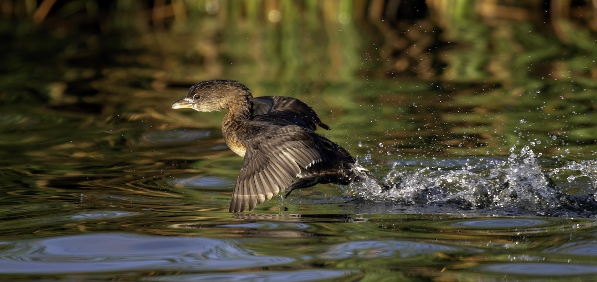 Pied-billed Grebe - Robert Michaelson