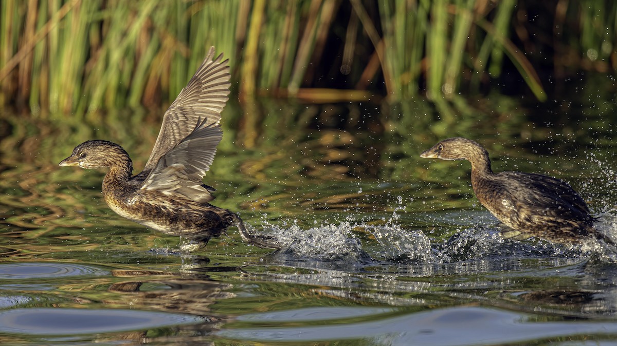 Pied-billed Grebe - Robert Michaelson