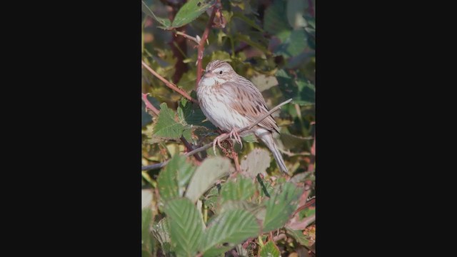 Savannah Sparrow (Ipswich) - ML388625751