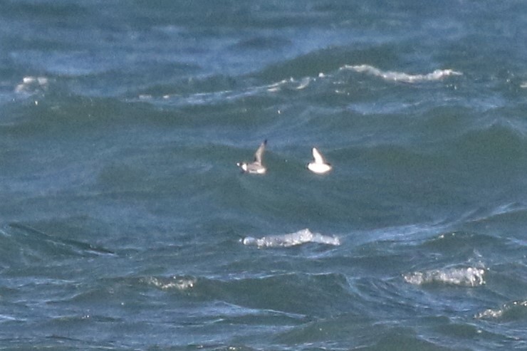 Ancient Murrelet - ML388628391