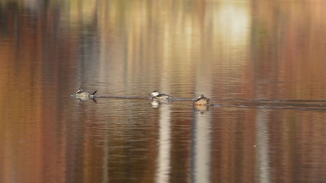 Ruddy Duck - ML388628741