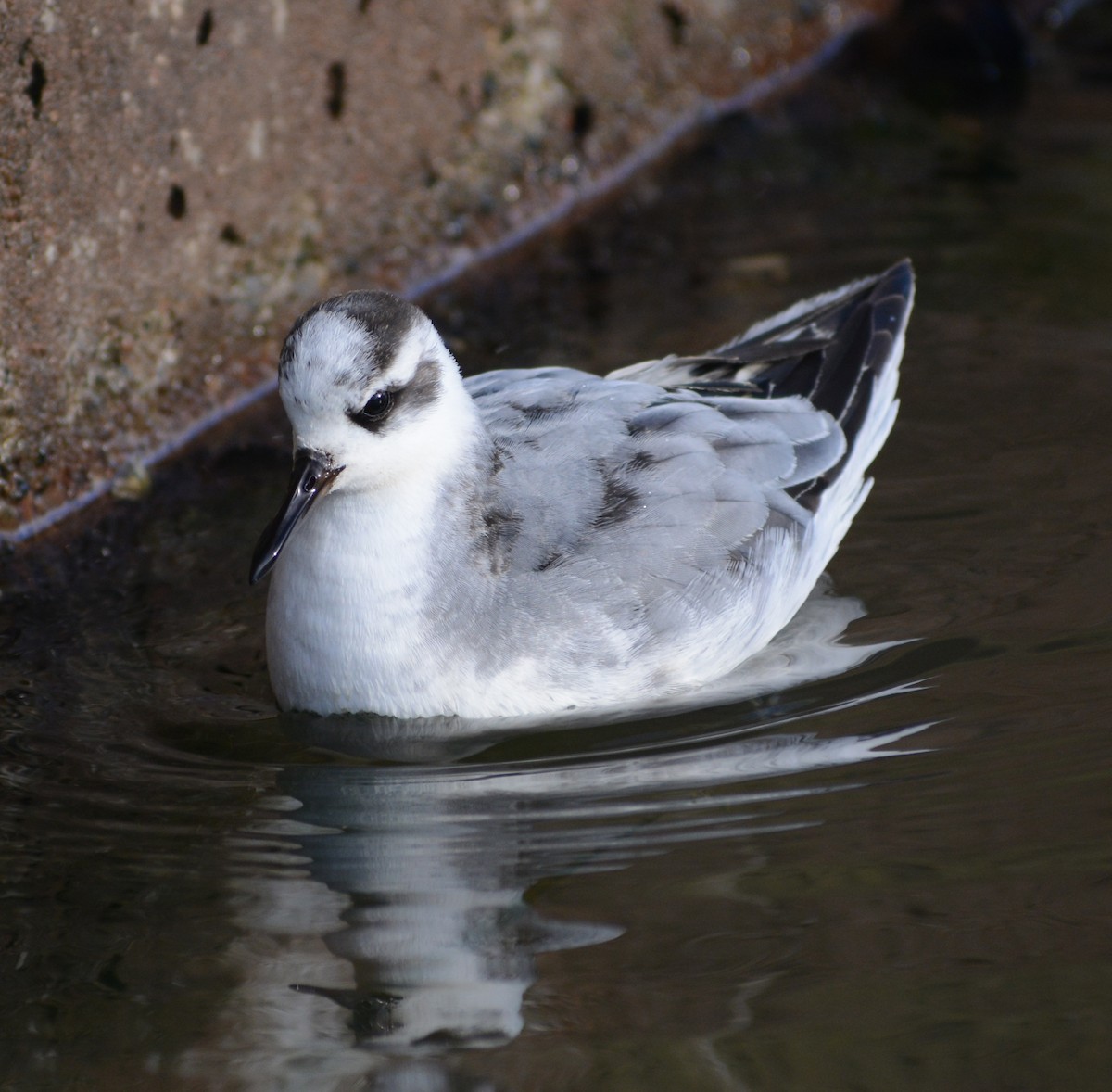 Red Phalarope - ML388628781