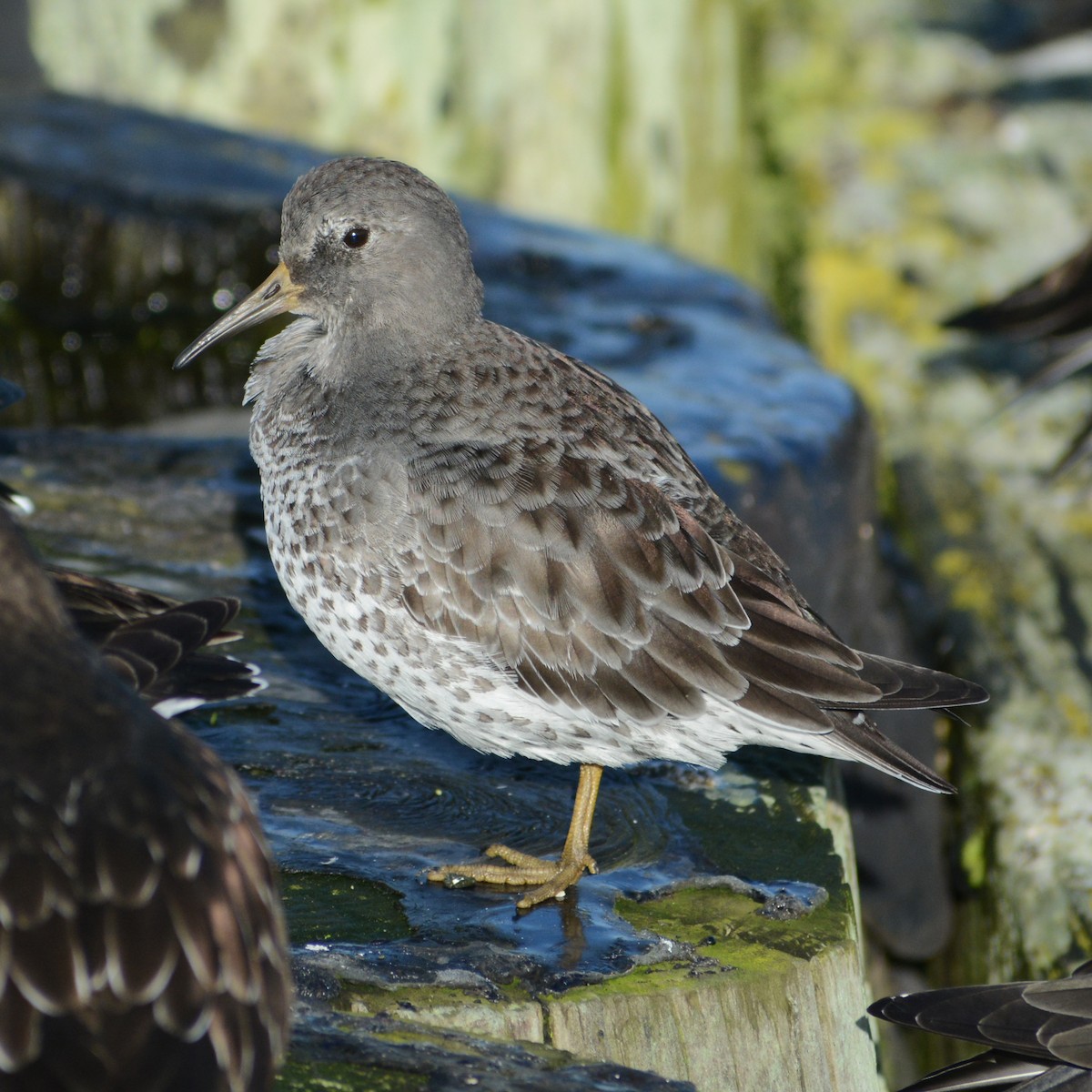 Rock Sandpiper - ML388629371