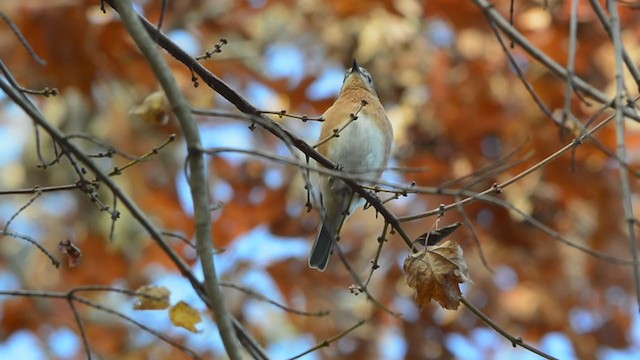 Eastern Bluebird - ML388629411