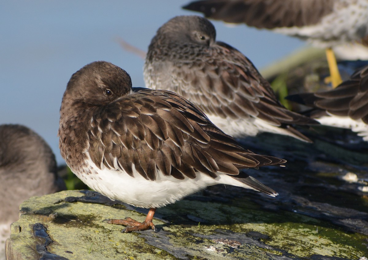 Black Turnstone - Judith R Taylor