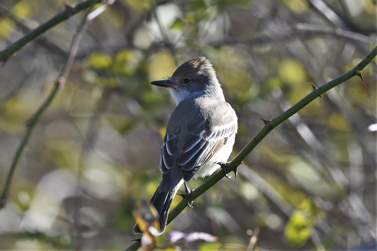 Ash-throated Flycatcher - Ted Bradford