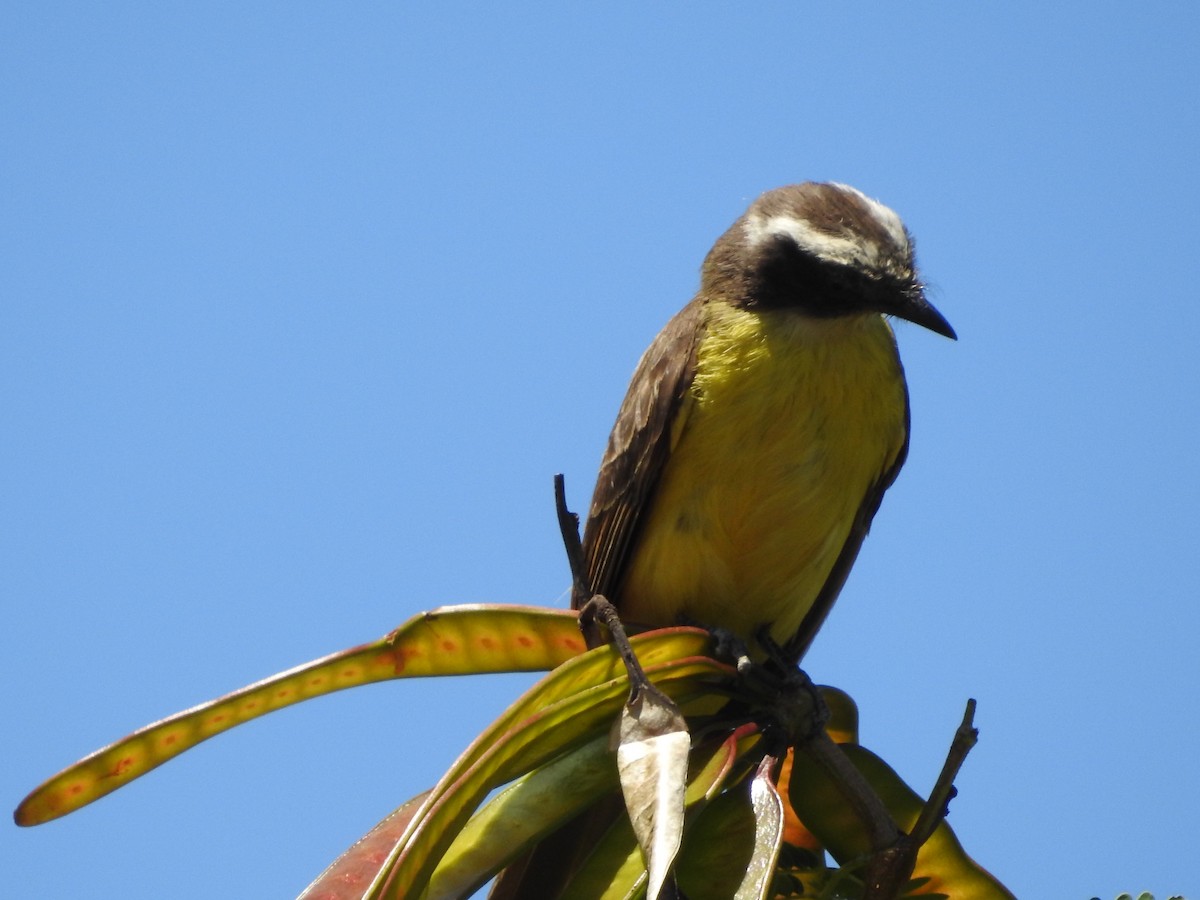 Social Flycatcher - ML388632121