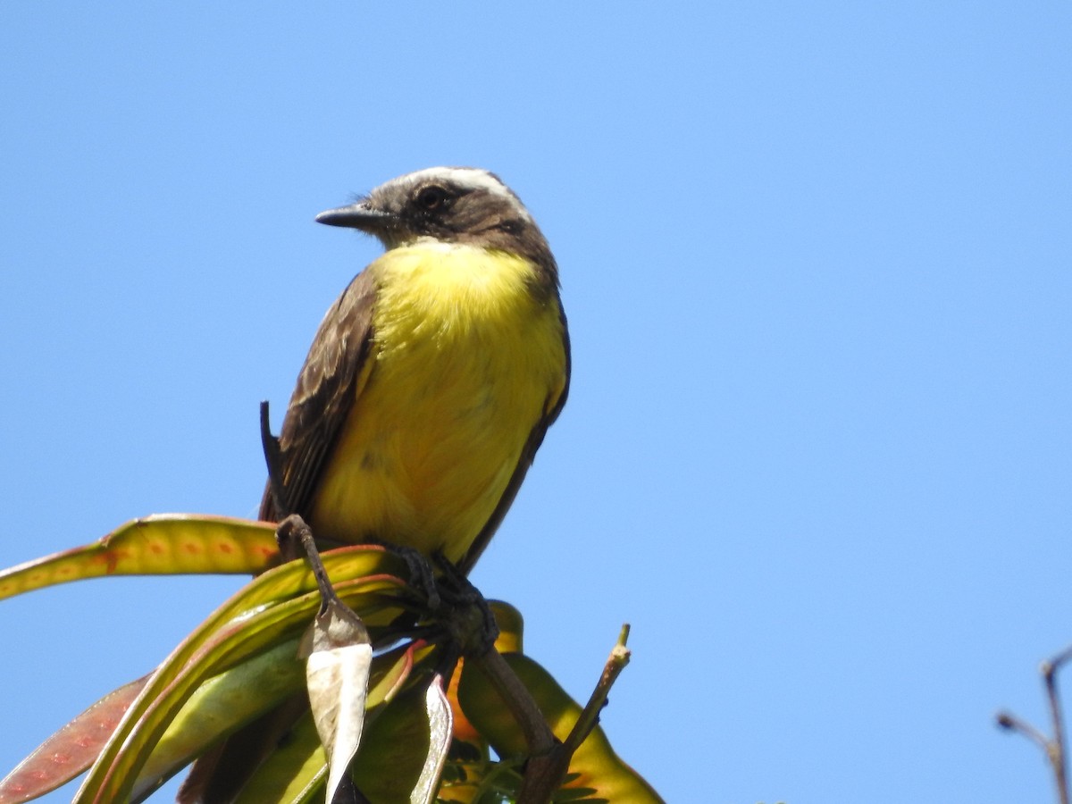 Social Flycatcher - ML388632141