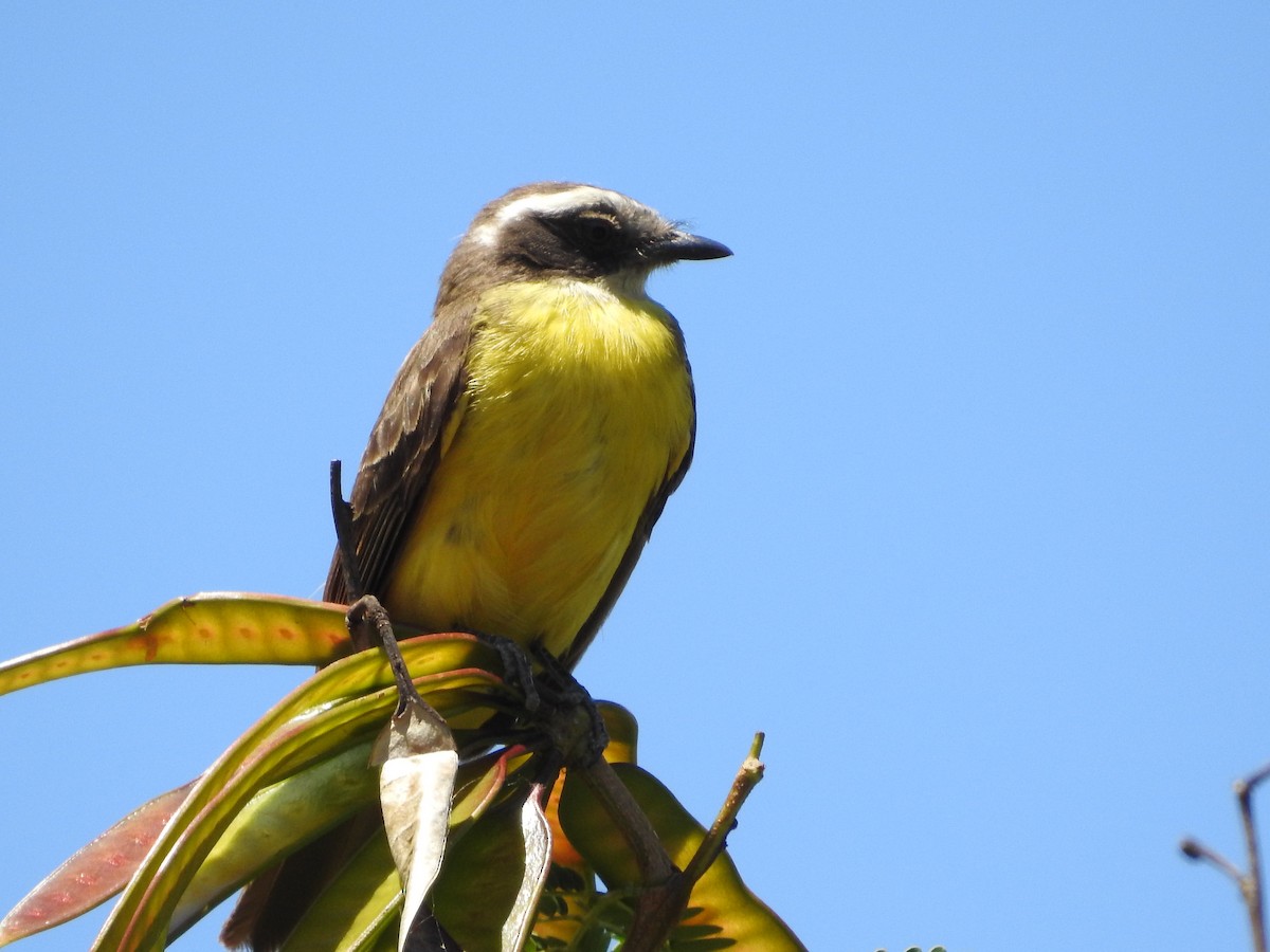 Social Flycatcher - ML388632231