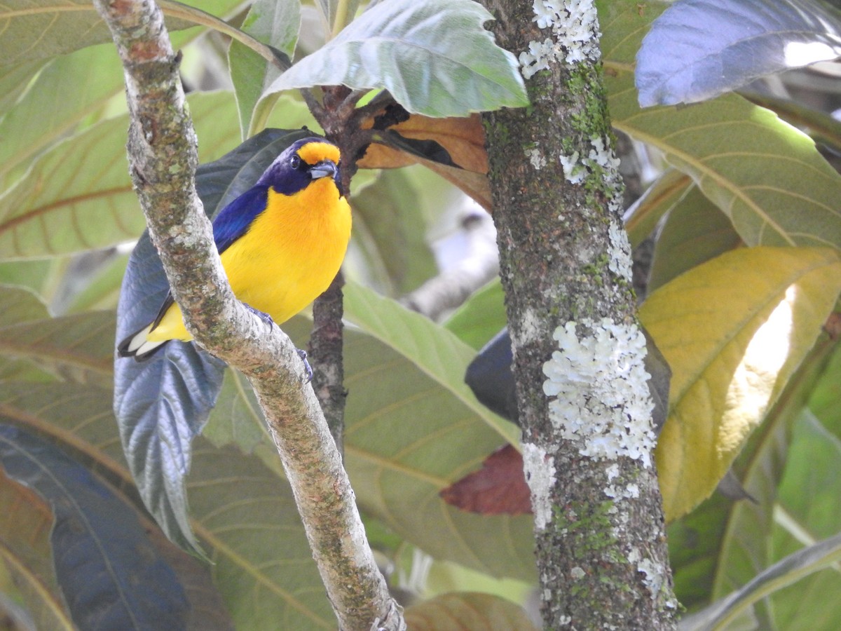 Violaceous Euphonia - ML388632351