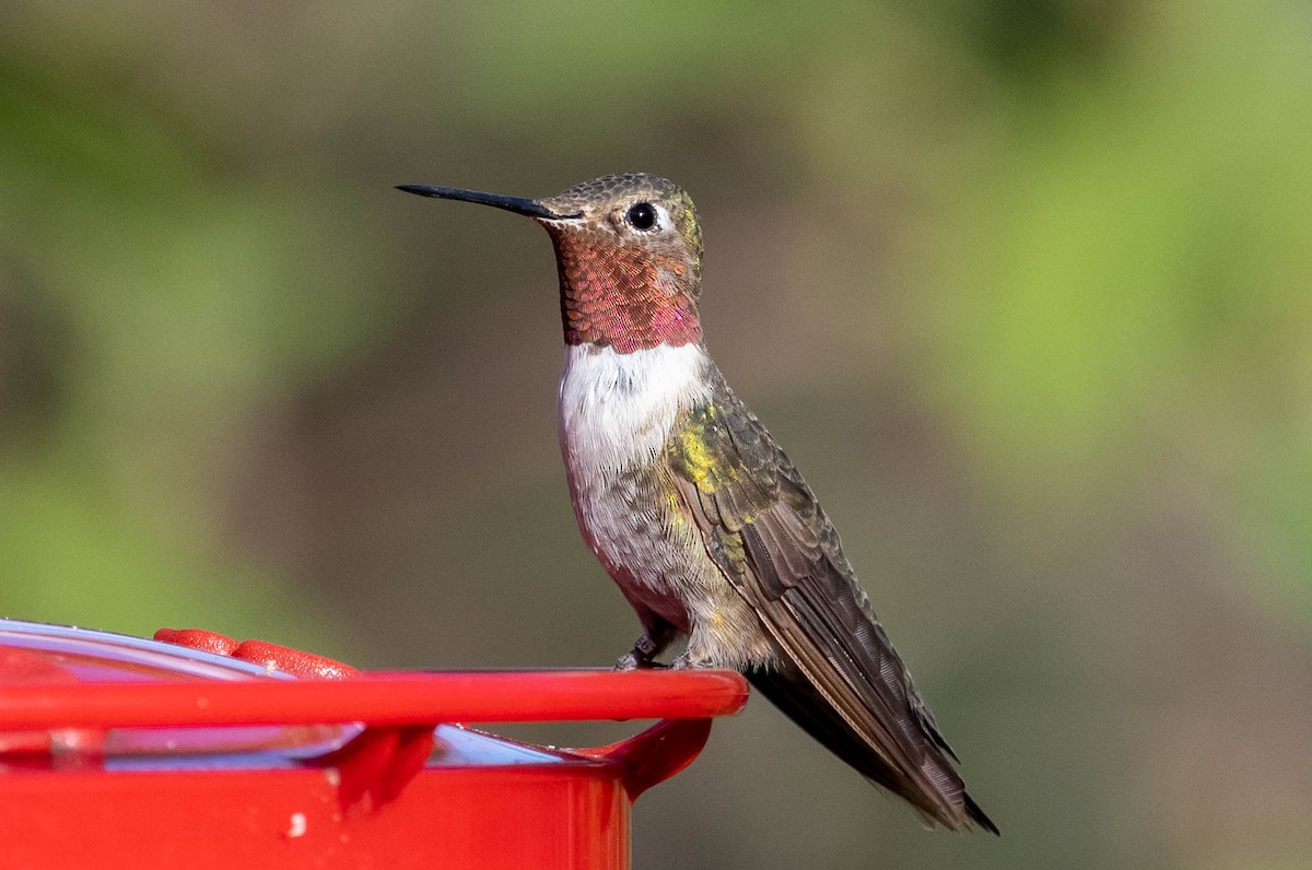 Broad-tailed Hummingbird - ML388633581