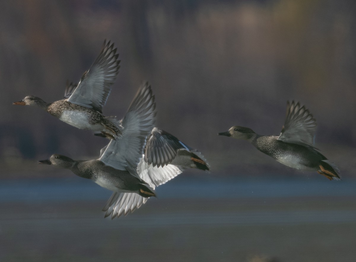 Gadwall - Mark Parker