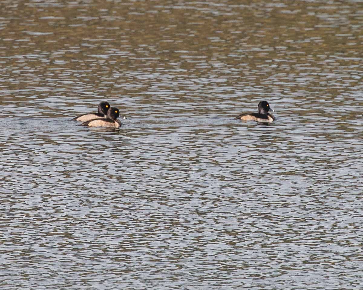 Ring-necked Duck - ML38863601