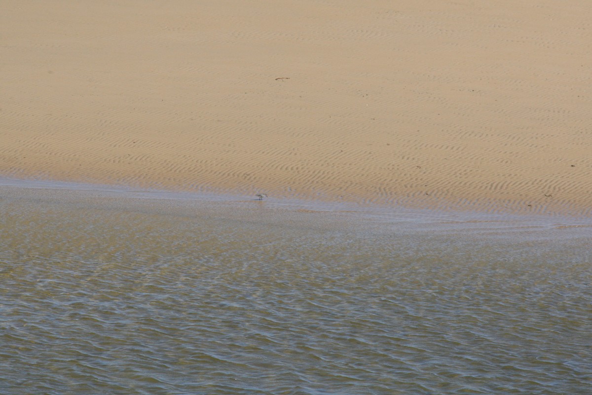 vodouš říční - ML38863651