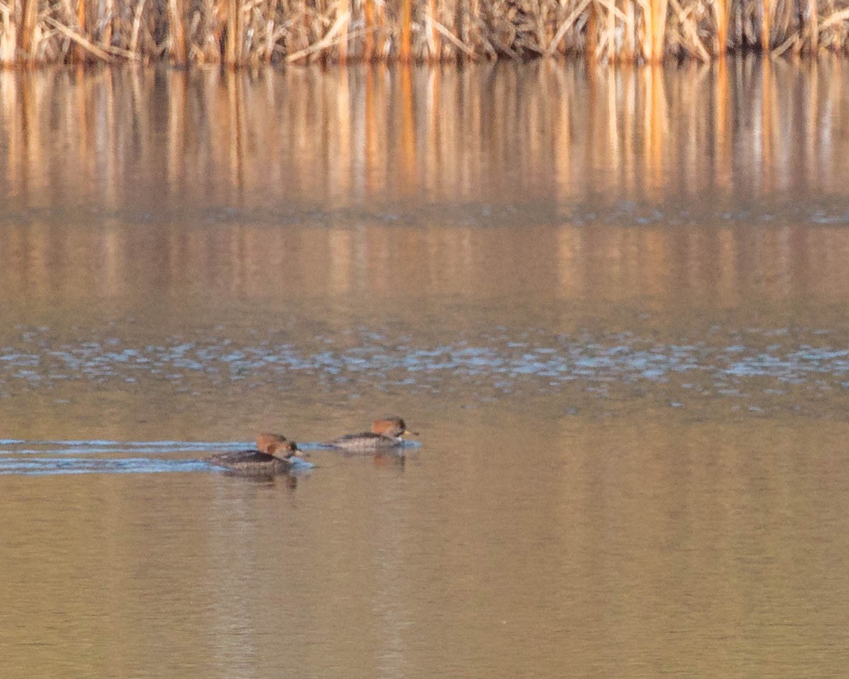 Hooded Merganser - ML38863671