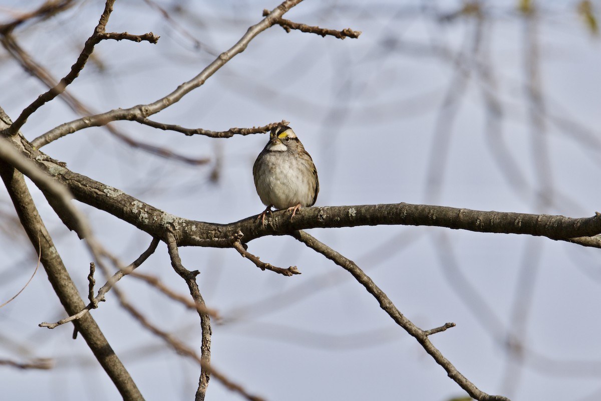 White-throated Sparrow - ML388637121