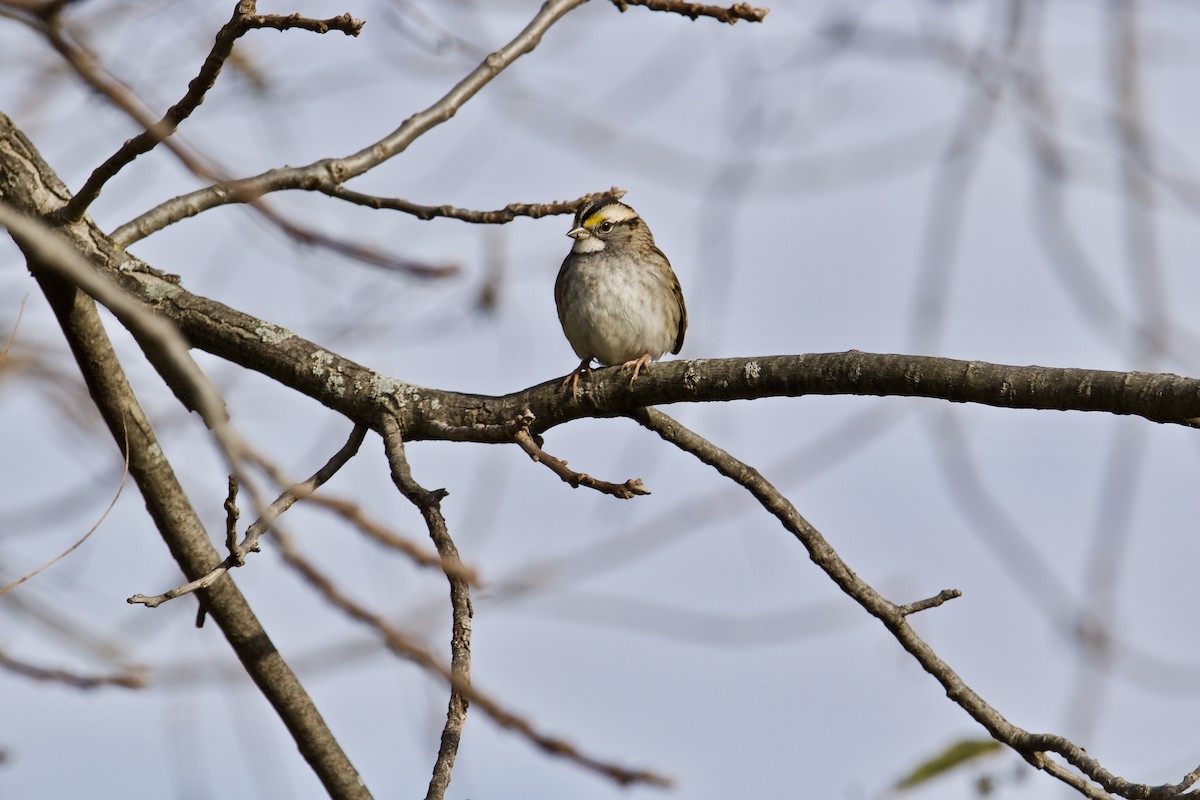White-throated Sparrow - ML388637131