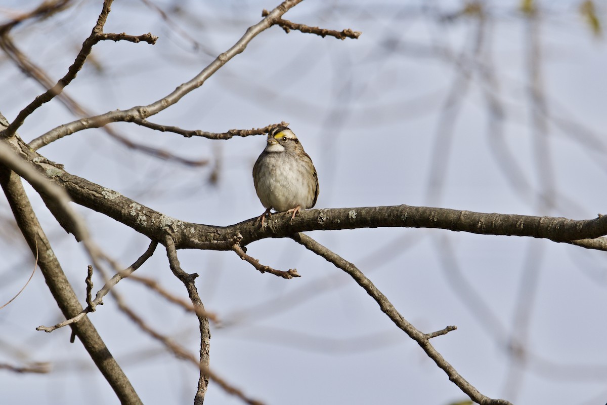 White-throated Sparrow - ML388637141
