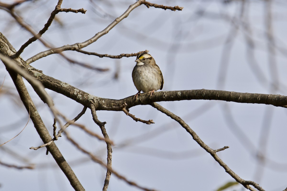 White-throated Sparrow - ML388637151