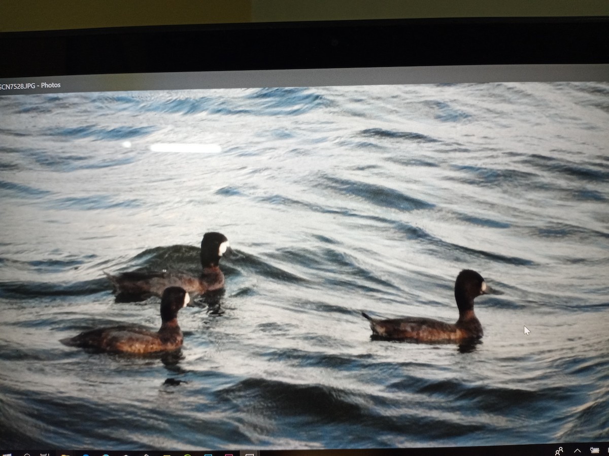 Lesser Scaup - Karen Aguilar Mugica