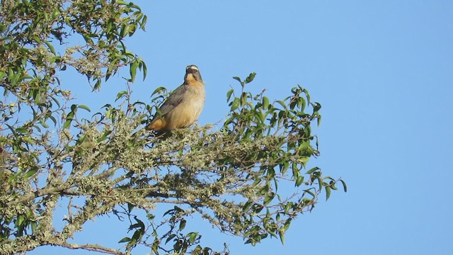 Pepitero Grisáceo del Amazonas - ML388638351