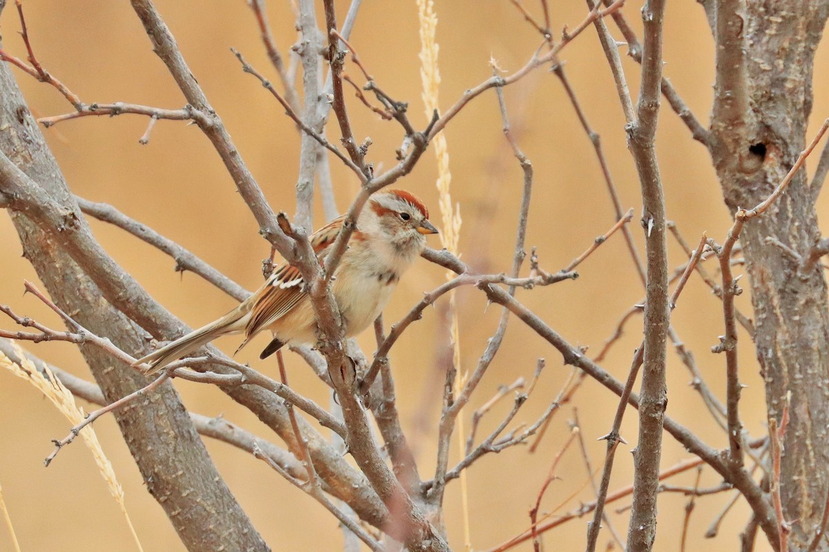 American Tree Sparrow - ML388640801