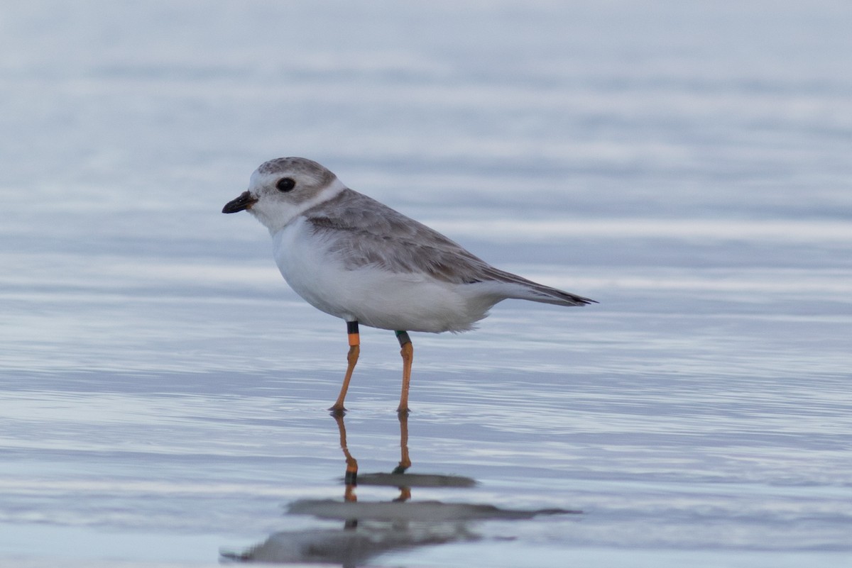 Piping Plover - ML388641771