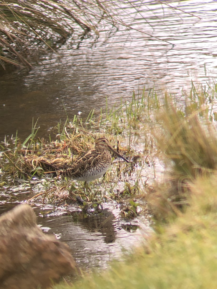 Puna Snipe - ML388642061