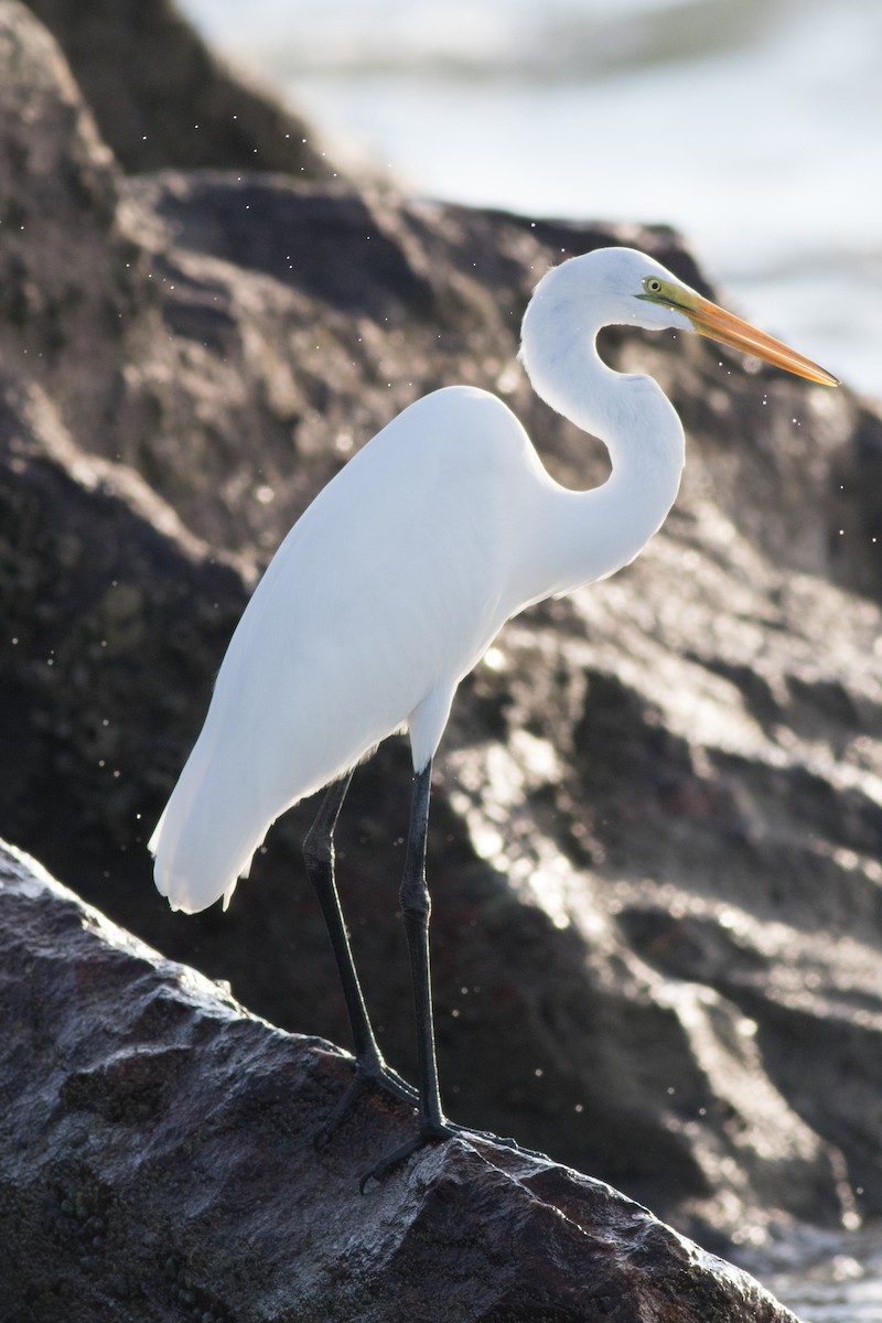 Great Egret - ML388642561