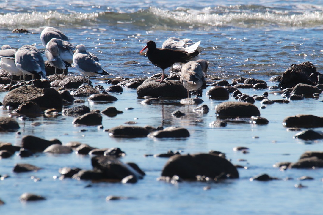 Black Oystercatcher - ML388643271