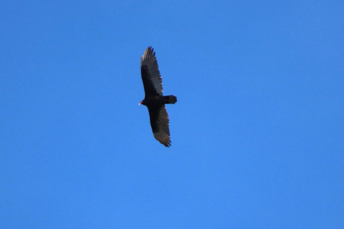 Turkey Vulture - ML388645191