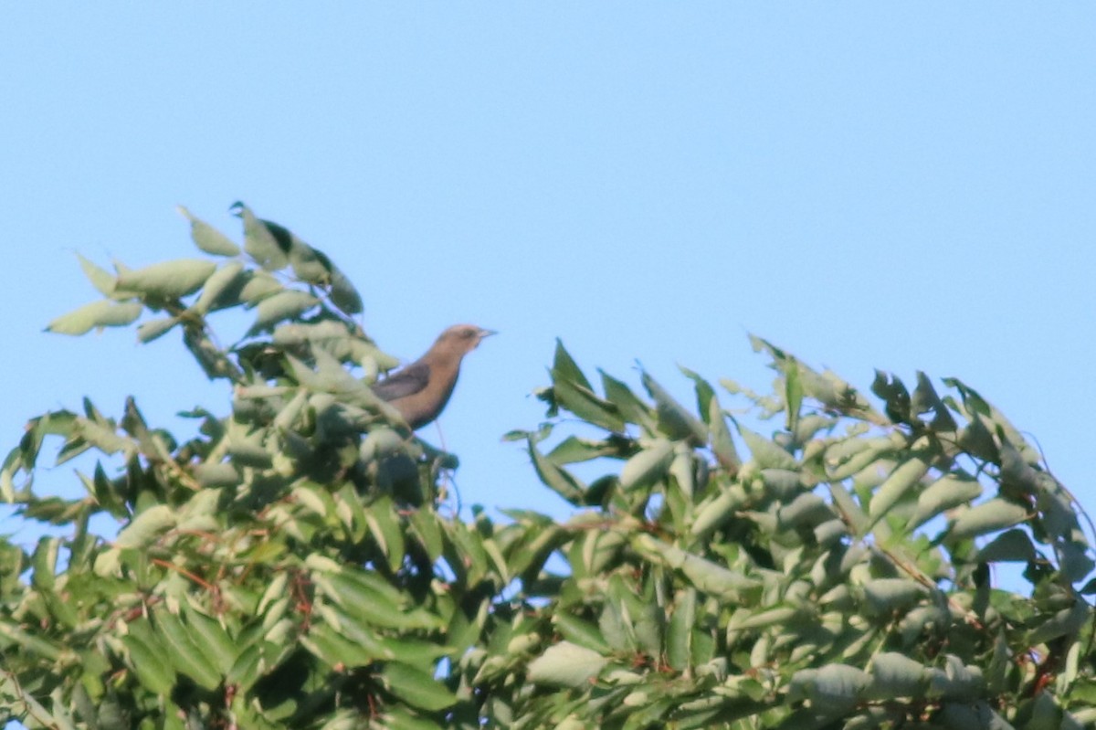 Rusty Blackbird - ML388646001