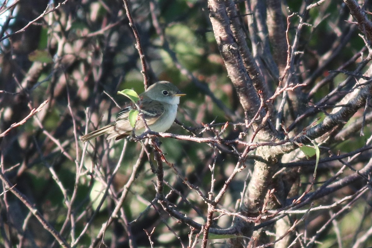 Alder Flycatcher - ML388646311