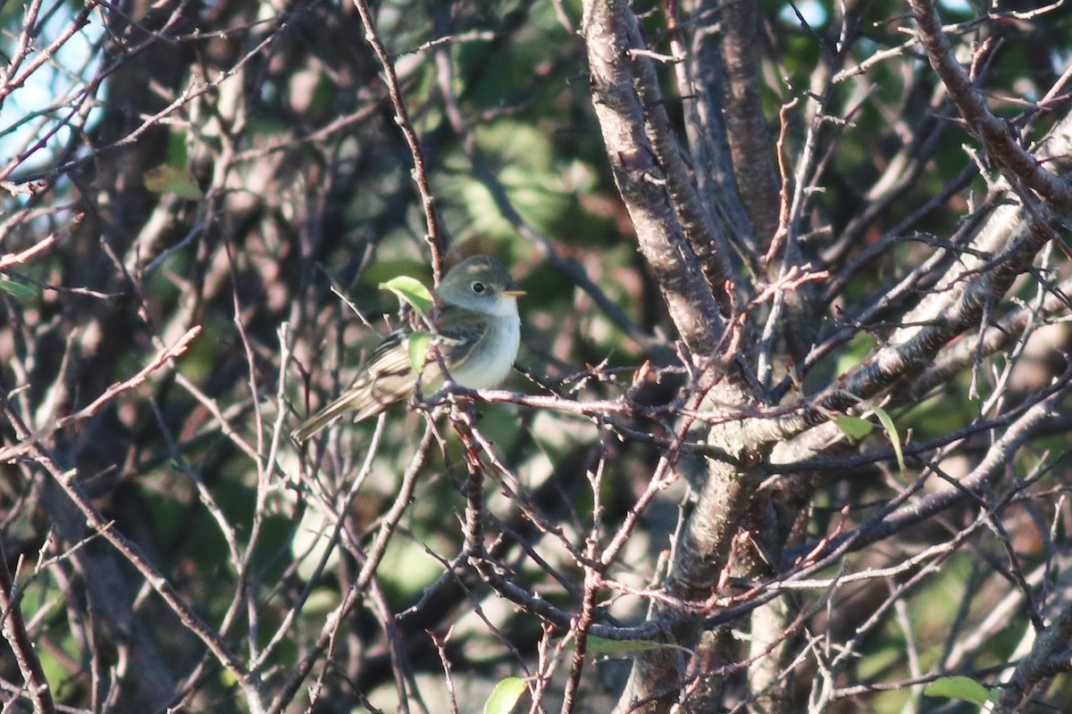 Alder Flycatcher - ML388646321