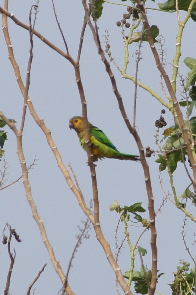 Brown-throated Parakeet - ML388648731