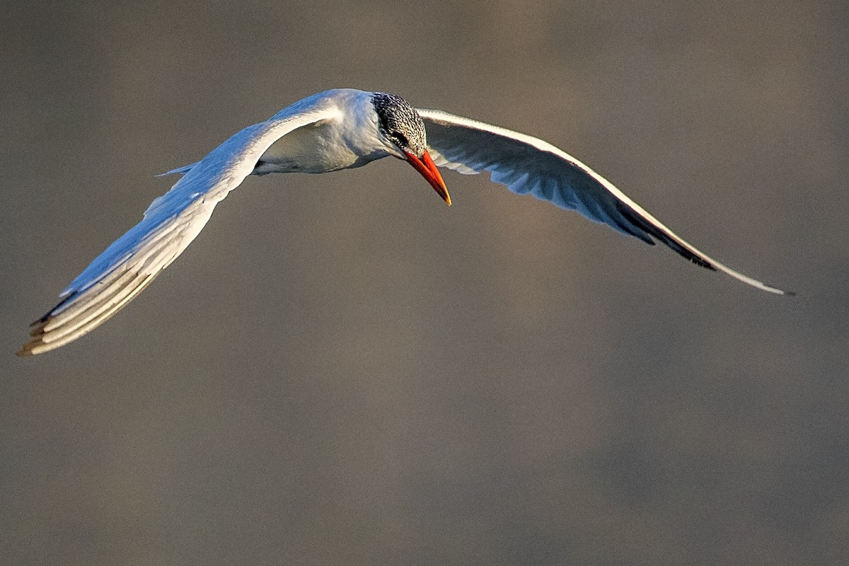 Caspian Tern - ML38864901