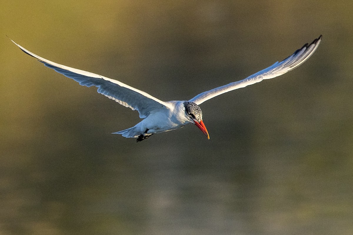 Caspian Tern - ML38864911