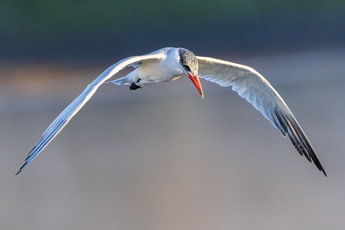 Caspian Tern - ML38864921