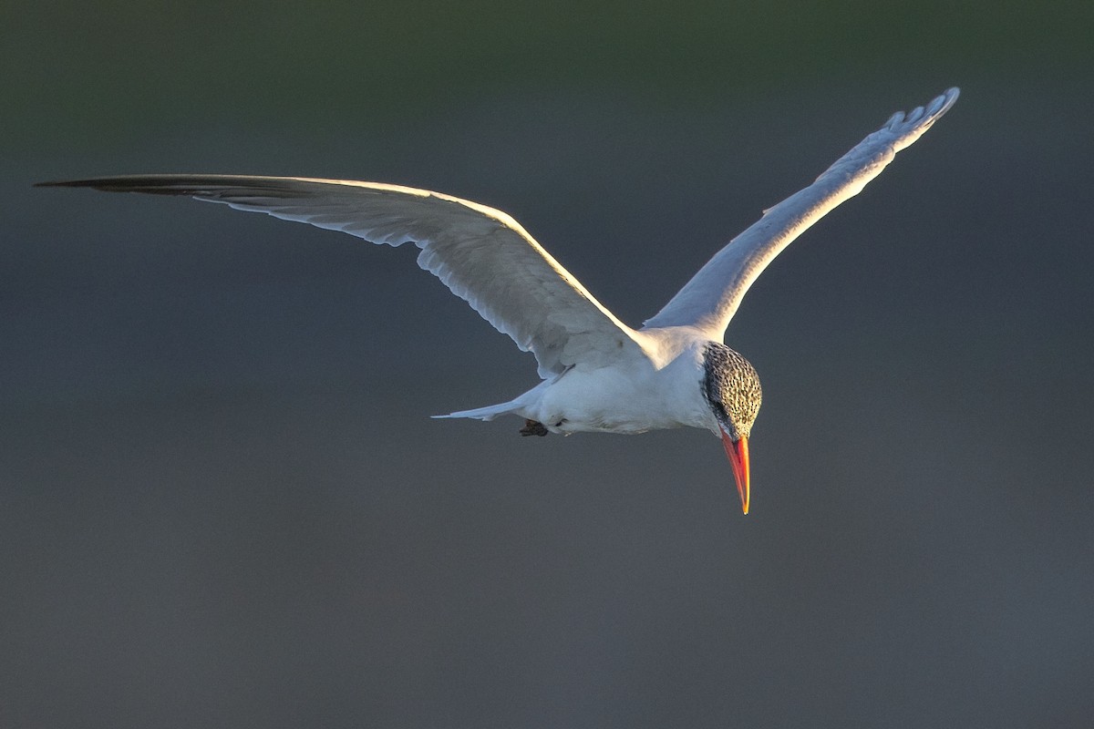 Caspian Tern - ML38864951