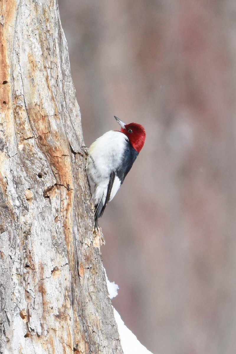 Red-headed Woodpecker - ML388649561