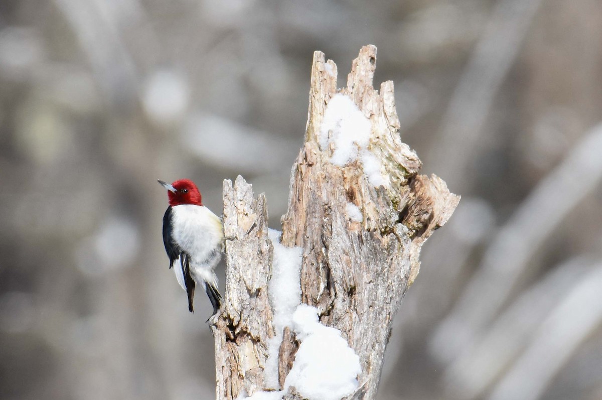 Red-headed Woodpecker - ML388651761