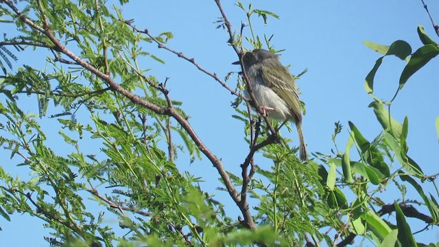 Pearly-vented Tody-Tyrant - ML388654131