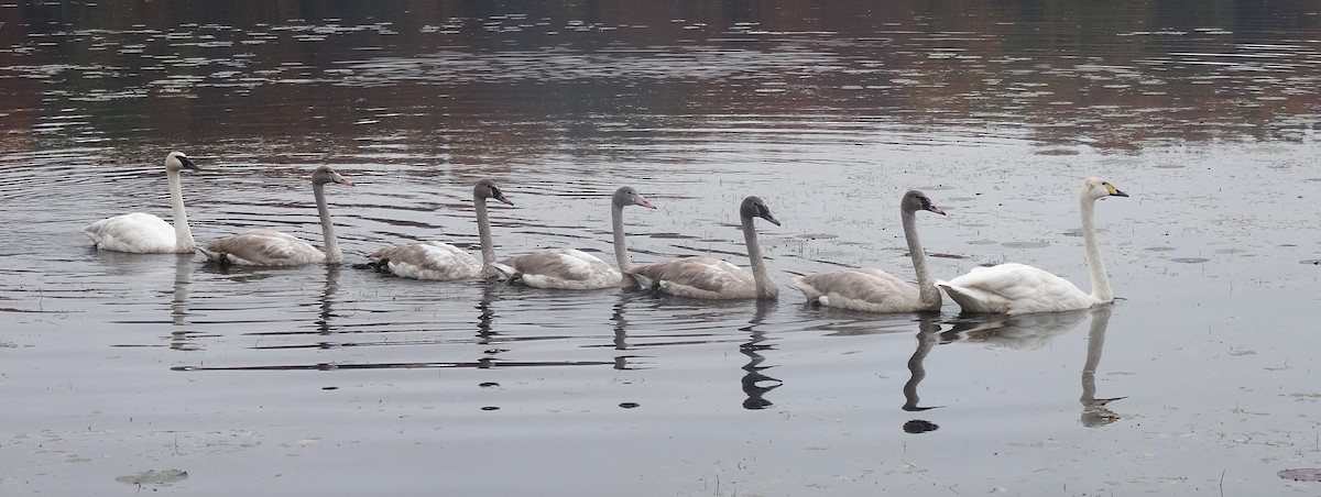 Trumpeter x Whooper Swan (hybrid) - Thomas Koffel