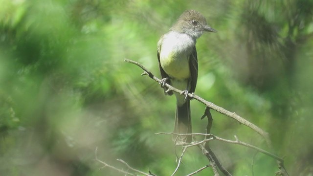 Short-crested Flycatcher - ML388654451