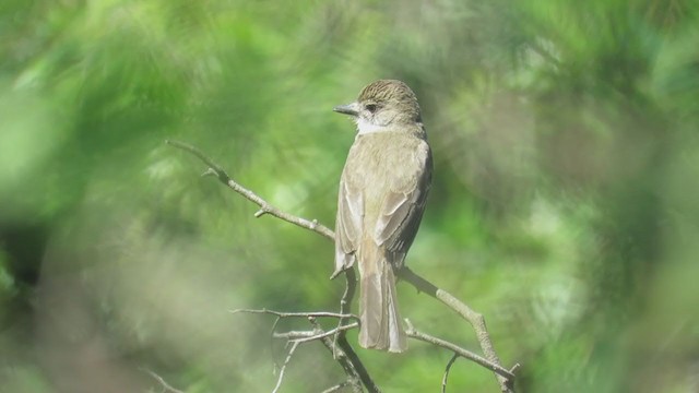 Short-crested Flycatcher - ML388654531