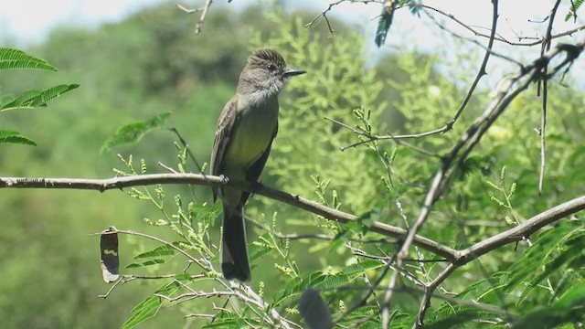 Short-crested Flycatcher - ML388655481